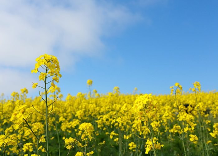 Basant-Panchmi600x400